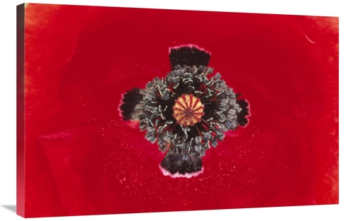 Global Gallery GCS-398212-2436-142 24 x 36 in. European Red Poppy Clos