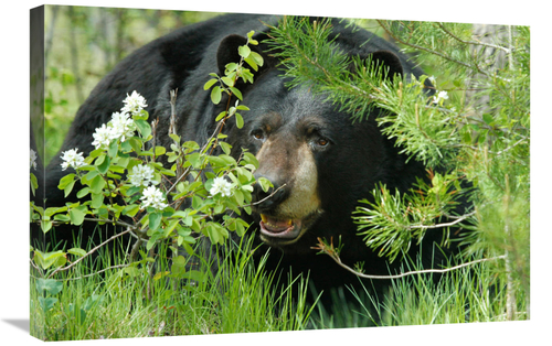 Global Gallery GCS-486624-30-142 30 in. Lounging Black Bear Art Print 