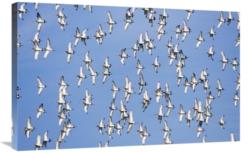 Global Gallery GCS-398227-2436-142 24 x 36 in. Black-Tailed Godwit Flo