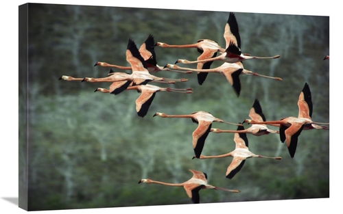 Global Gallery GCS-395580-2030-142 20 x 30 in. Greater Flamingo Group 