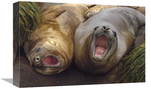 Global Gallery GCS-452456-1218-142 12 x 18 in. Southern Elephant Seal 