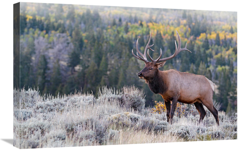 Global Gallery GCS-486449-30-142 30 in. Bull Elk on the Hillside Art P