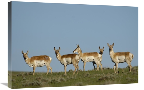 Global Gallery GCS-453086-2030-142 20 x 30 in. Pronghorn Antelope Herd