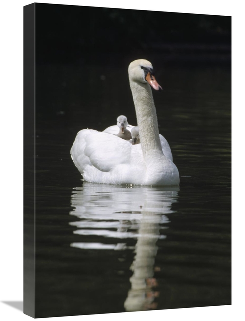 Global Gallery GCS-452490-1624-142 16 x 24 in. Mute Swan Parent with C