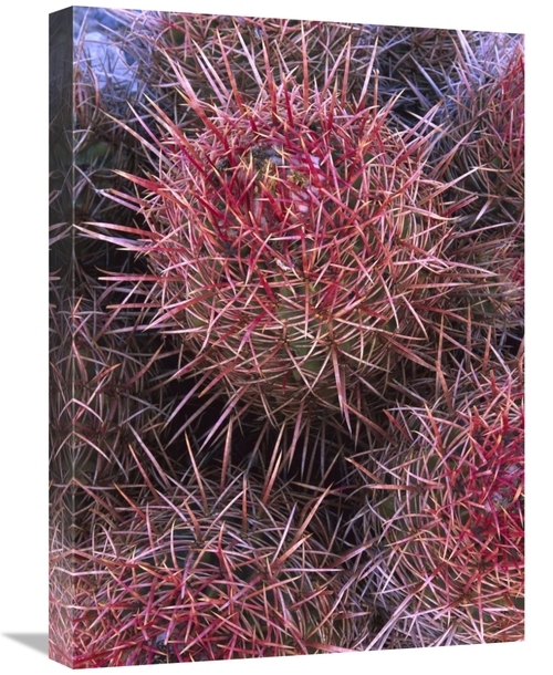 Global Gallery GCS-452067-1824-142 18 x 24 in. Cotton-Top Cactus Detai