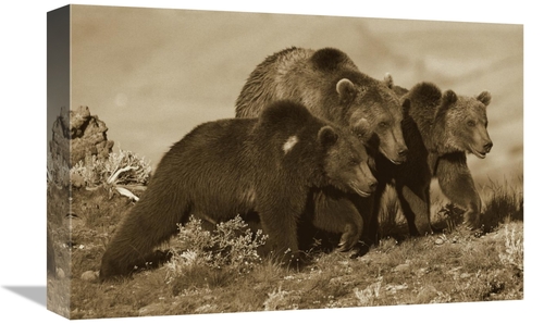 Global Gallery GCS-395922-1218-142 12 x 18 in. Grizzly Bear Mother wit