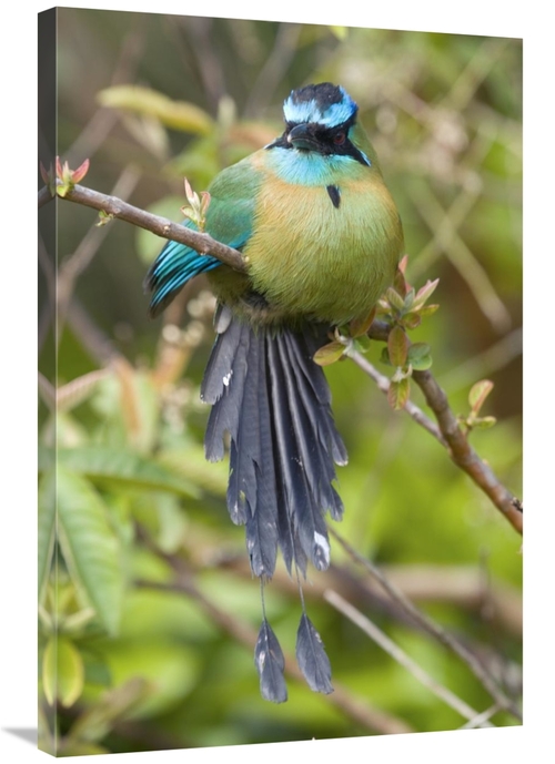 Global Gallery GCS-397273-2436-142 24 x 36 in. Blue-Crowned Motmot&#44