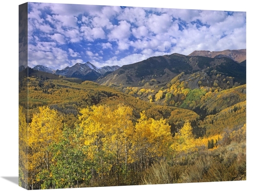 Global Gallery GCS-396006-22-142 22 in. Quaking Aspen in Autumn, C