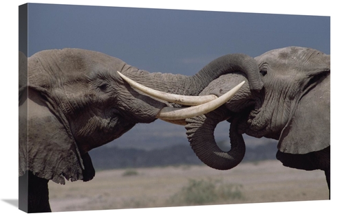 Global Gallery GCS-452983-2030-142 20 x 30 in. African Elephant Two Bu