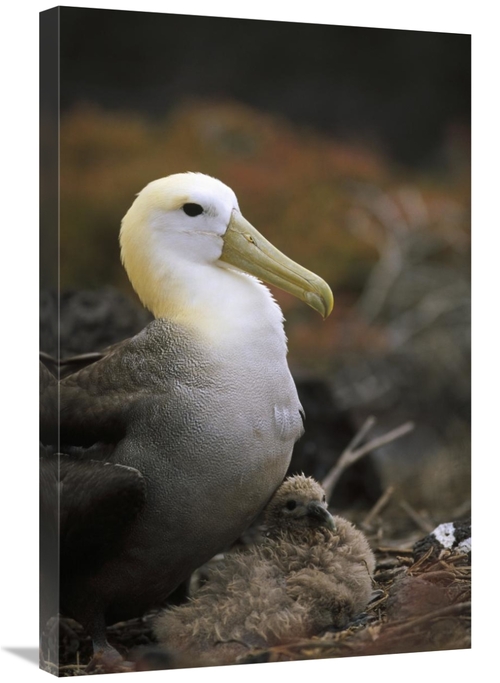 Global Gallery GCS-451406-2030-142 20 x 30 in. Waved Albatross Guardin