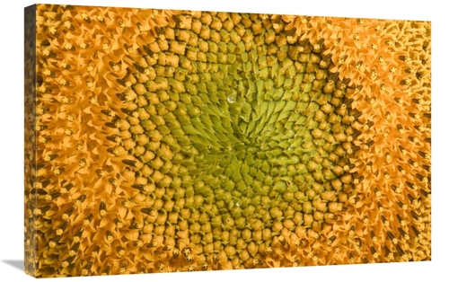 Global Gallery GCS-398111-2030-142 20 x 30 in. Common Sunflower Close 