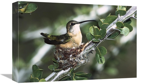 Global Gallery GCS-452539-1218-142 12 x 18 in. Lucifer Hummingbird Fem