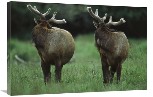 Global Gallery GCS-396639-2436-142 24 x 36 in. Elk Pair Looking Behind