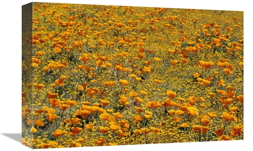 Global Gallery GCS-396266-1218-142 12 x 18 in. California Poppies & Go