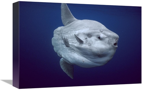 Global Gallery GCS-453551-1218-142 12 x 18 in. Ocean Sunfish Portrait&