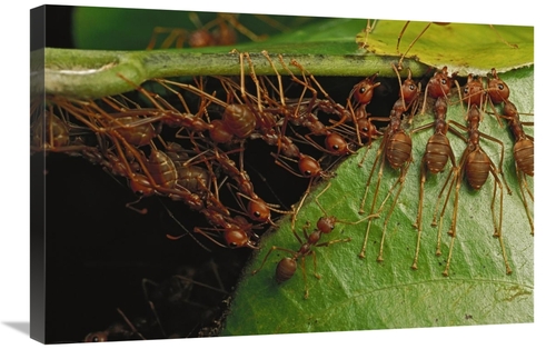 Global Gallery GCS-451007-2030-142 20 x 30 in. Weaver Ants Building Ne