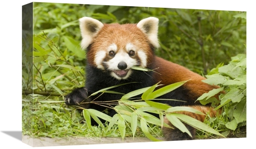 Global Gallery GCS-453022-1218-142 12 x 18 in. Lesser Panda Eating Bam