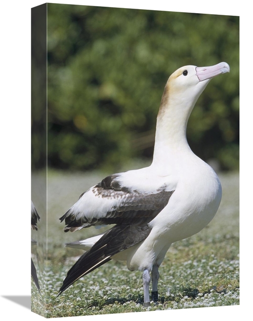 Global Gallery GCS-451445-1218-142 12 x 18 in. Short-Tailed Albatross 