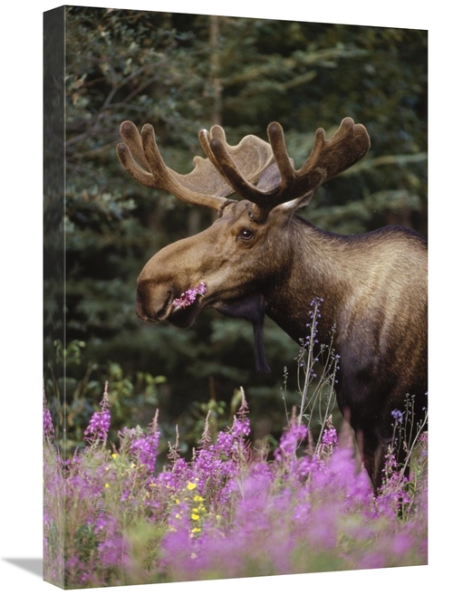 Global Gallery GCS-451904-1624-142 16 x 24 in. Alaska Moose Feeding on