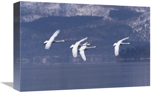 Global Gallery GCS-452291-1218-142 12 x 18 in. Whooper Swan Group Flyi