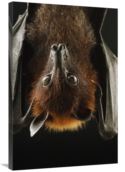 Global Gallery GCS-397556-2436-142 24 x 36 in. Large Flying Fox Roosti