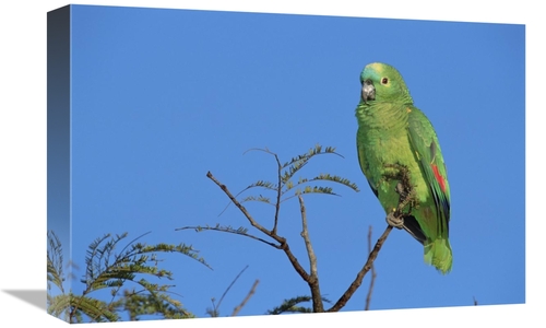 Global Gallery GCS-451576-1218-142 12 x 18 in. Blue-Fronted Parrot Amo