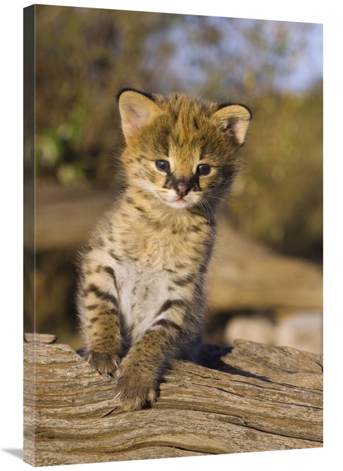 Global Gallery GCS-395839-2436-142 24 x 36 in. Serval Kitten, Two 