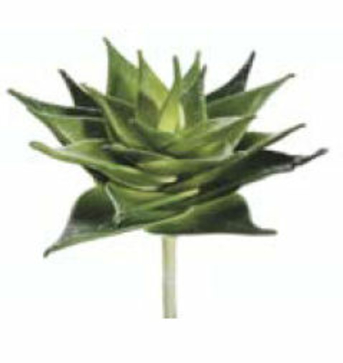 CS4455-GR-TT 8 in. Succulent Plant Green Two Tone- Case of 6