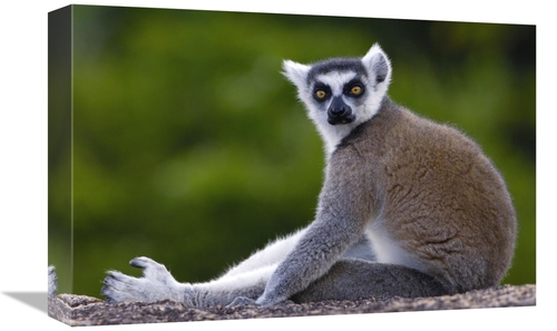 Global Gallery GCS-453256-1218-142 12 x 18 in. Ring-Tailed Lemur Portr