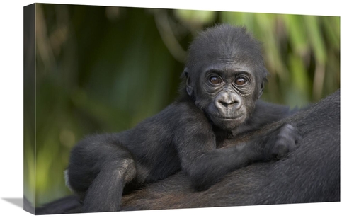 Global Gallery GCS-398166-1624-142 16 x 24 in. Western Lowland Gorilla