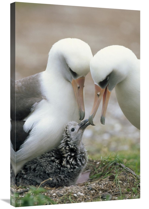 Global Gallery GCS-451416-2436-142 24 x 36 in. Laysan Albatross Parent