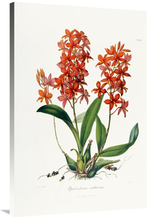 Global Gallery GCS-266778-40-142 40 in. Star Orchid Art Print - John L