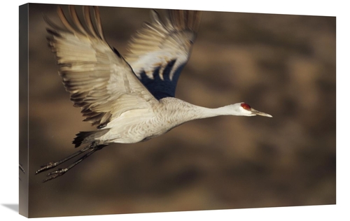 Global Gallery GCS-396376-2030-142 20 x 30 in. Sandhill Crane Flying&#