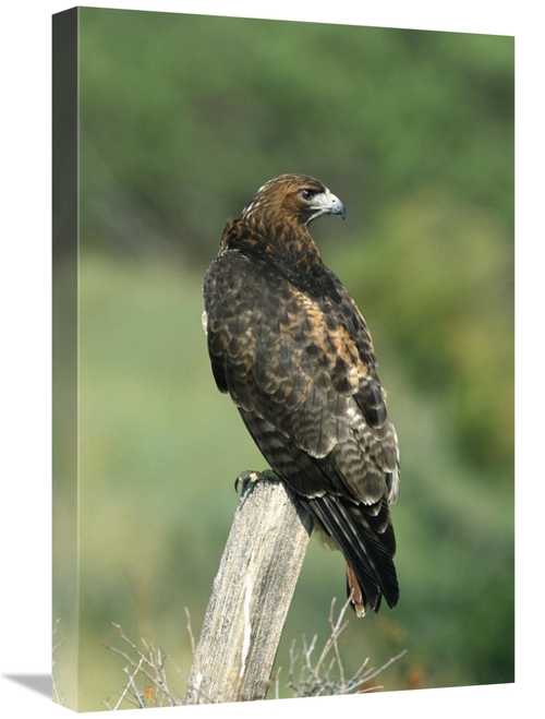 Global Gallery GCS-452355-1624-142 16 x 24 in. Red-Tailed Hawk Perchin
