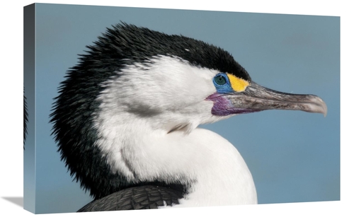 Global Gallery GCS-397458-1624-142 16 x 24 in. Pied Cormorant in Breed