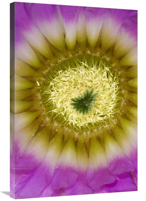 Global Gallery GCS-395864-2436-142 24 x 36 in. Lace Hedgehog Cactus Fl