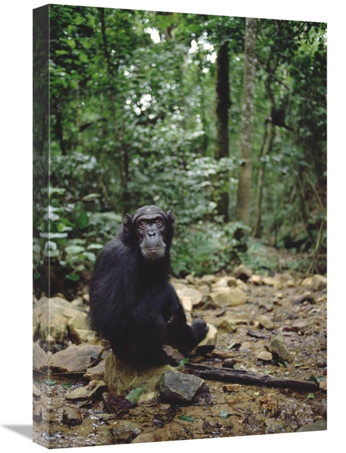 Global Gallery GCS-452793-1624-142 16 x 24 in. Chimpanzee Profile,