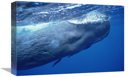 Global Gallery GCS-450795-1218-142 12 x 18 in. Sperm Whale Adult with 