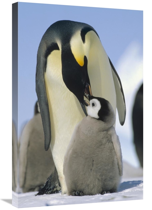 Global Gallery GCS-452377-2030-142 20 x 30 in. Emperor Penguin Parent 