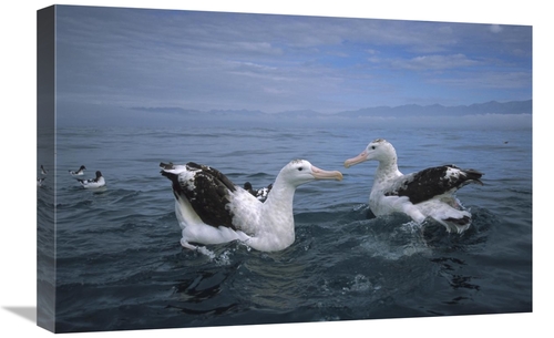 Global Gallery GCS-451785-1624-142 16 x 24 in. Antipodean Albatross Pa