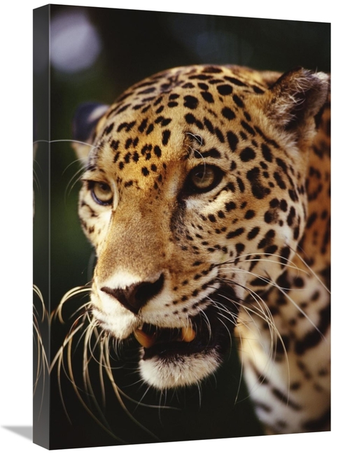 Global Gallery GCS-452754-1624-142 16 x 24 in. Jaguar Portrait, Be