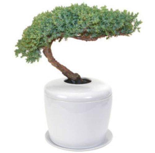 Traditional Windswept Juniper Bonsai Tree (juniper procumbens "nana")