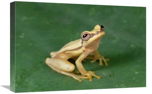 Global Gallery GCS-450764-1624-142 16 x 24 in. Snouted Treefrog Near S