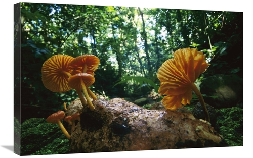 Global Gallery GCS-398545-2030-142 20 x 30 in. Gill Mushroom Group on 