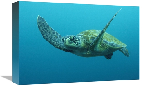 Global Gallery GCS-397909-1218-142 12 x 18 in. Green Sea Turtle Swimmi