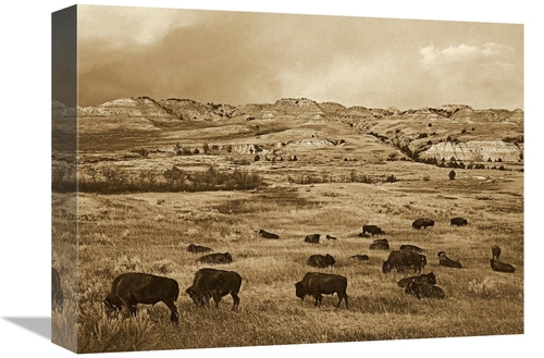 Global Gallery GCS-453690-1216-142 12 x 16 in. American Bison Herd Gra