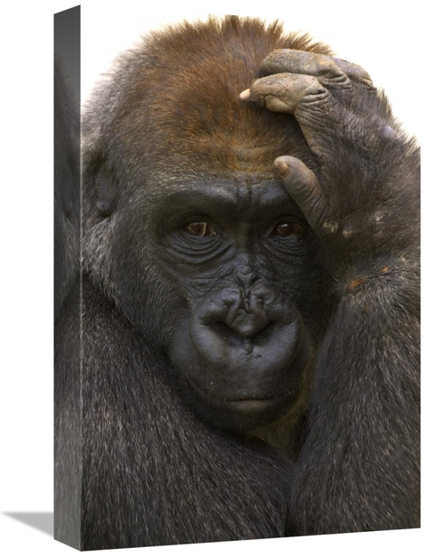 Global Gallery GCS-450849-1218-142 12 x 18 in. Western Lowland Gorilla