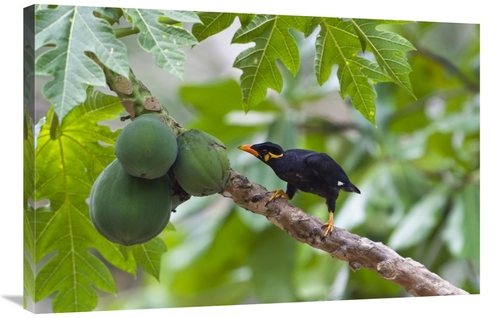 Global Gallery GCS-453642-2436-142 24 x 36 in. Hill Myna Feeding on Pa