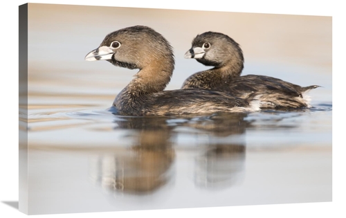 Global Gallery GCS-397426-2030-142 20 x 30 in. Pied-Billed Grebe Pair 