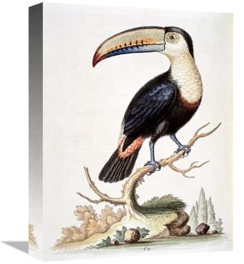 Global Gallery GCS-277466-16-142 16 in. Le Toucan Art Print - George E